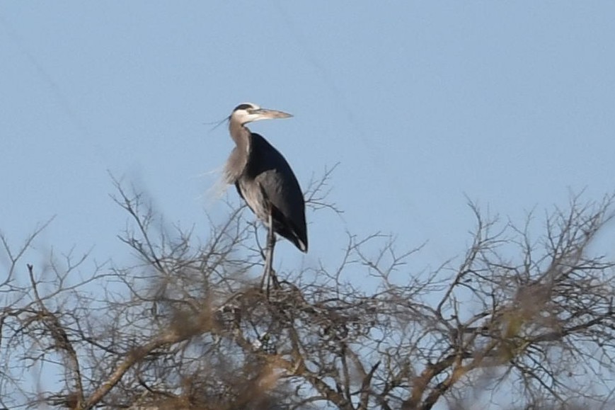 Great Blue Heron - ML198860041