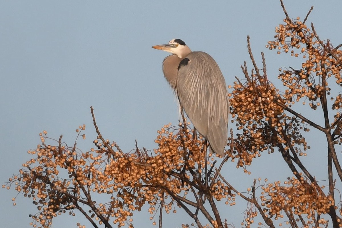 Great Blue Heron - ML198860061