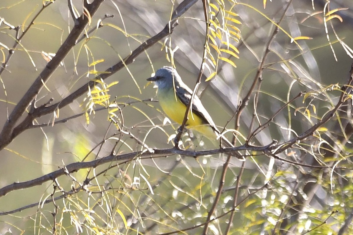 Couch's Kingbird - ML198860921