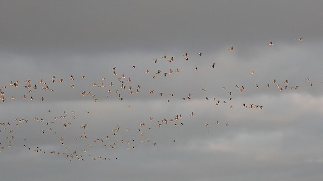 Pink-footed Goose - ML198864431