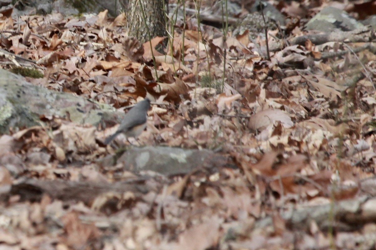 Tufted Titmouse - ML198864721