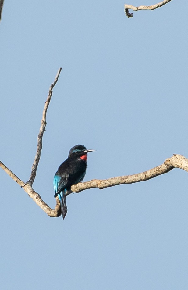 Black Bee-eater - ML198865331