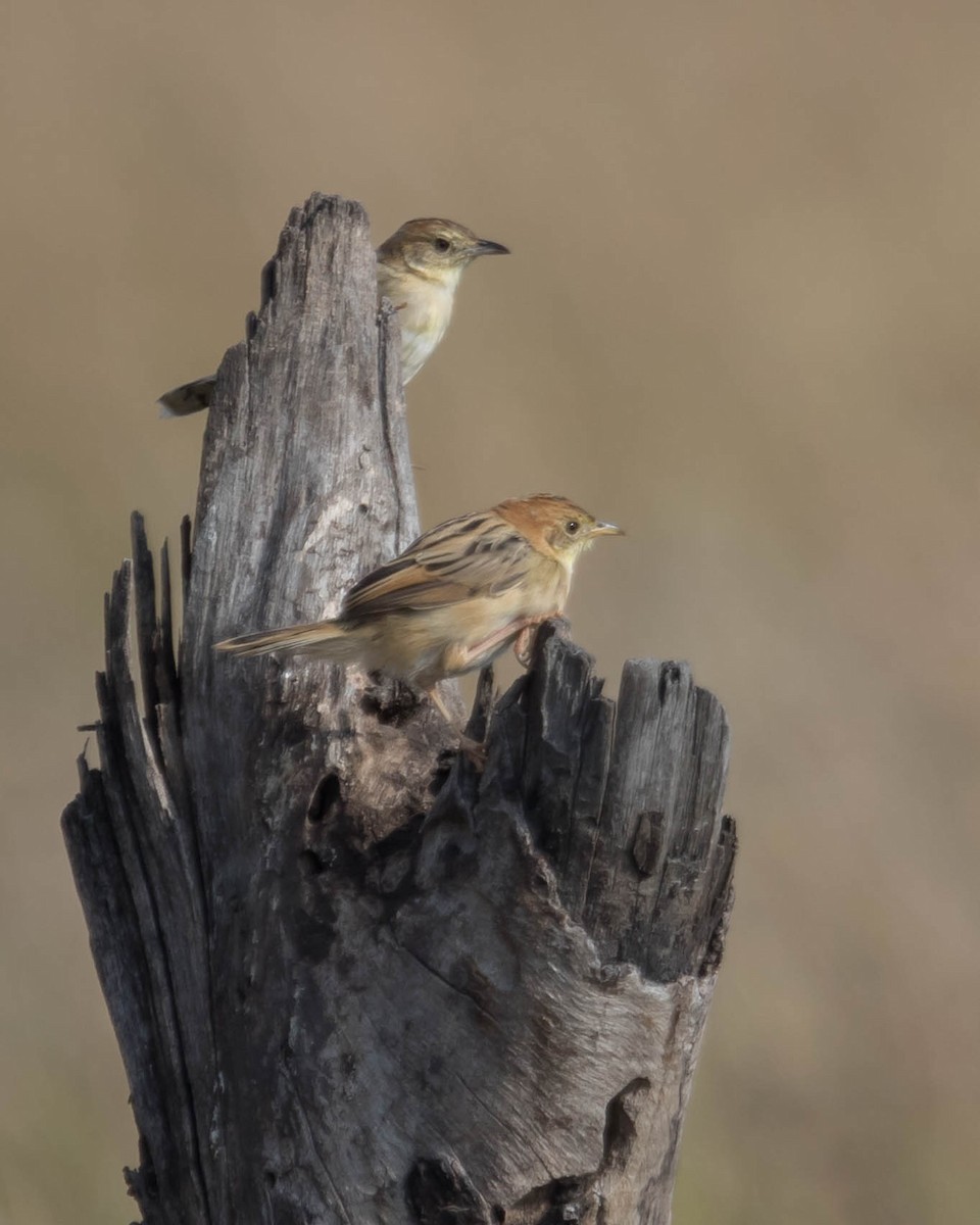 Winding Cisticola - ML198865351