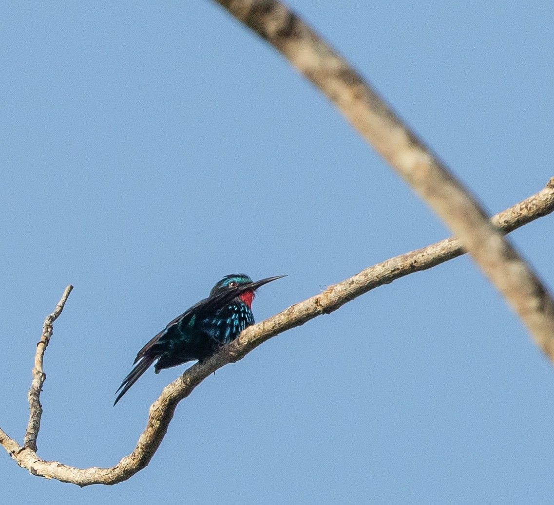 Black Bee-eater - ML198865821