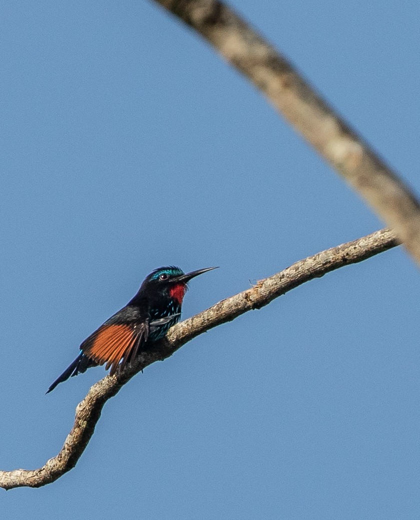 Black Bee-eater - Per Smith