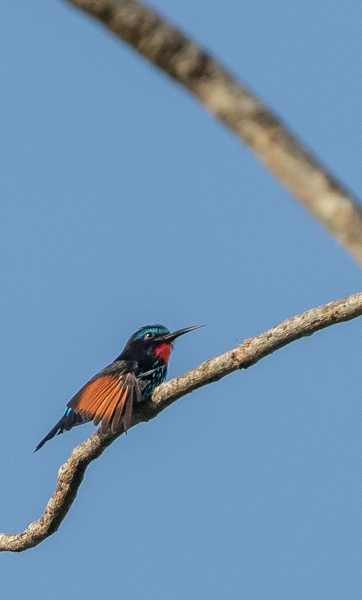 Black Bee-eater - ML198866171