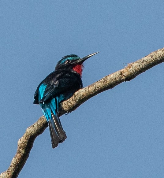 Black Bee-eater - ML198866331