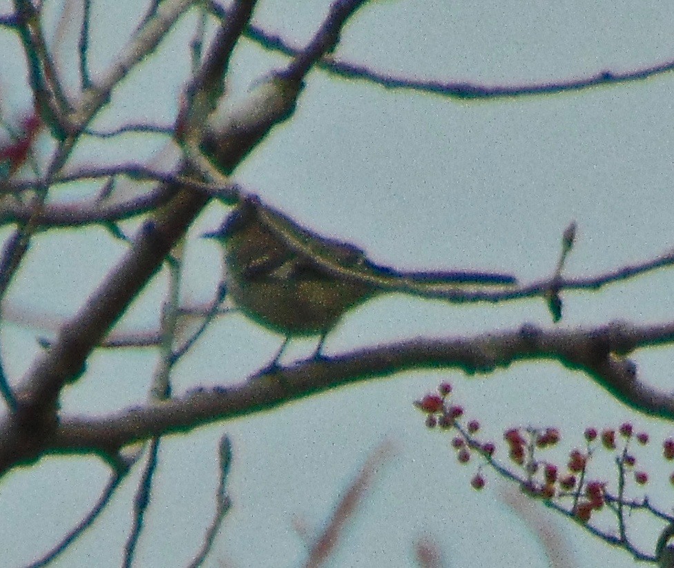 Northern Mockingbird - ML198866381