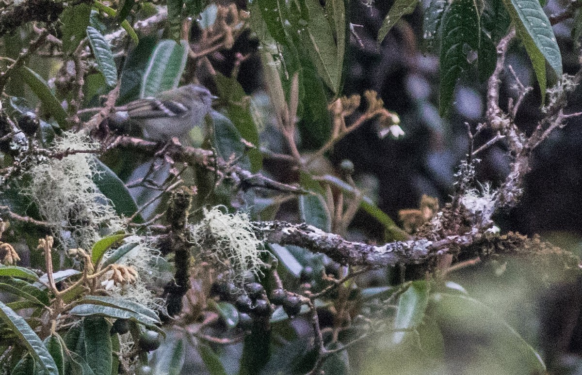 White-banded Tyrannulet - ML198868181