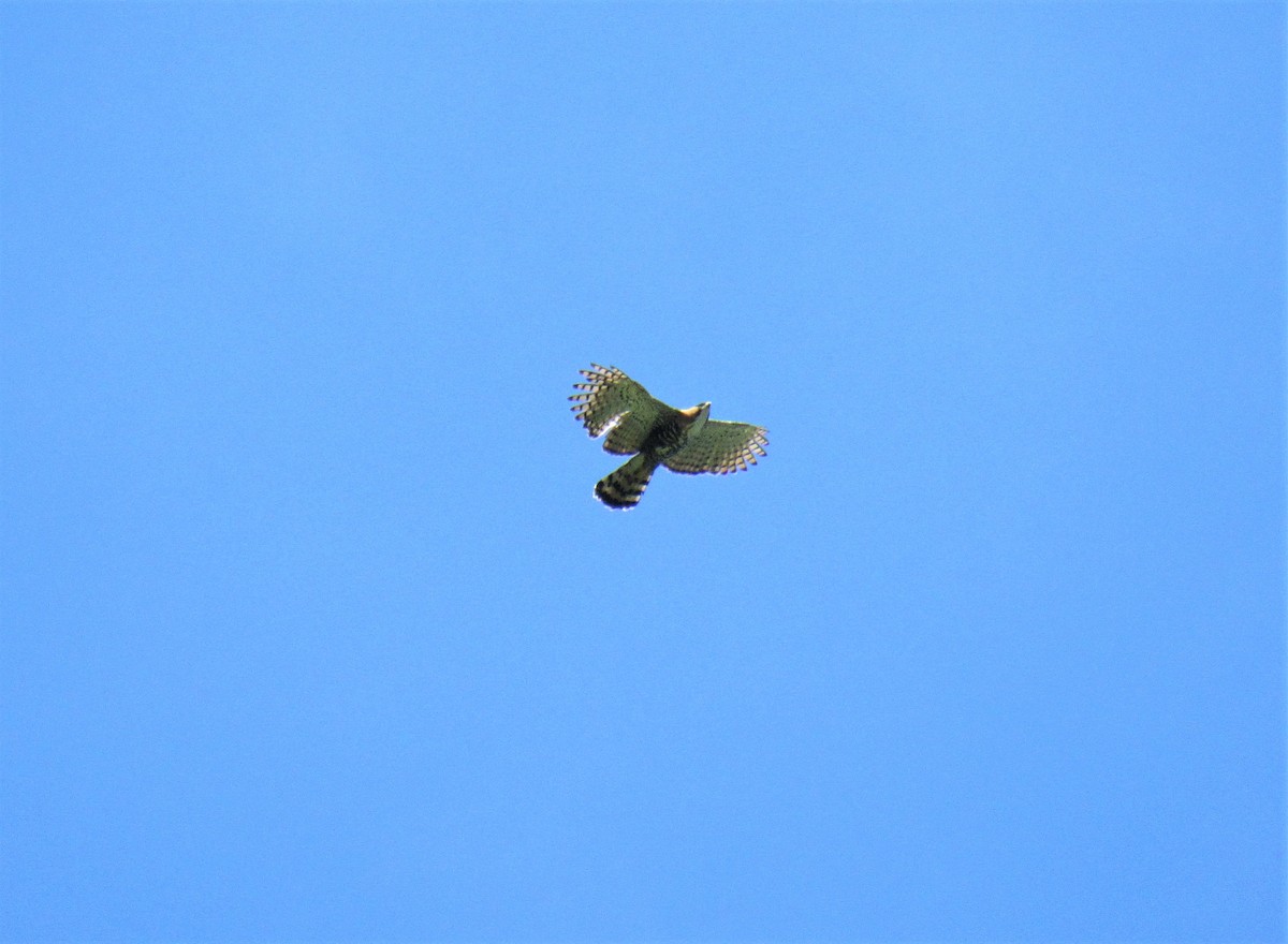 Águila Galana - ML198869521