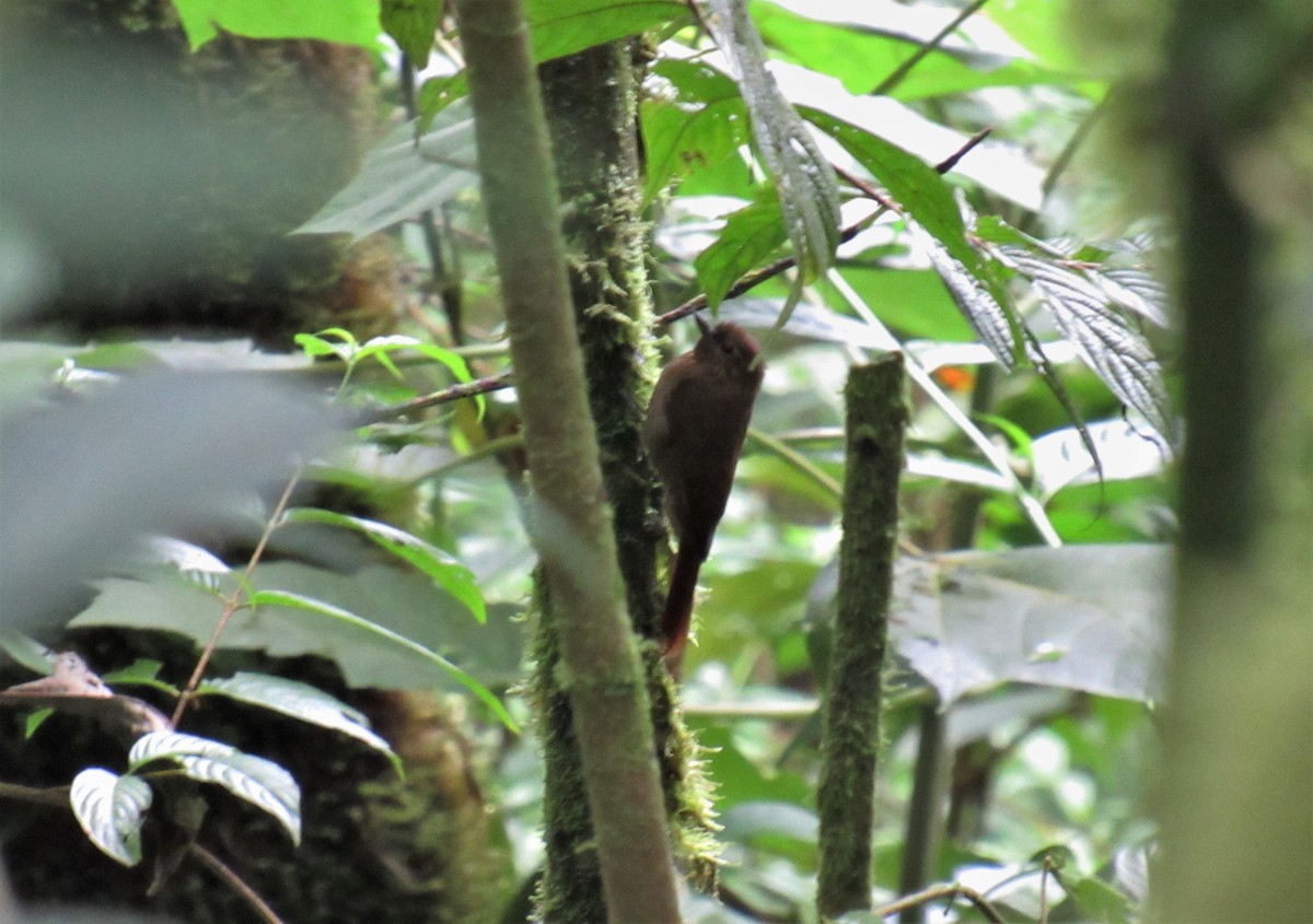 Wedge-billed Woodcreeper - ML198869641