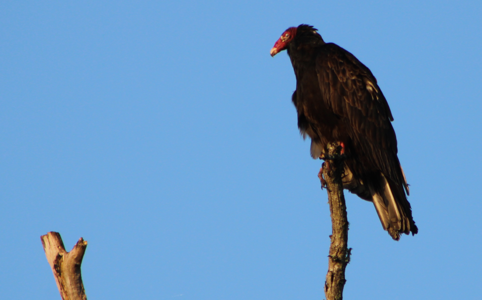 Turkey Vulture - Derek LaFlamme