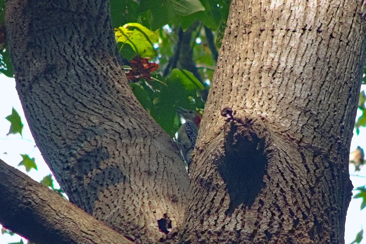 Red-bellied Woodpecker - ML198871431