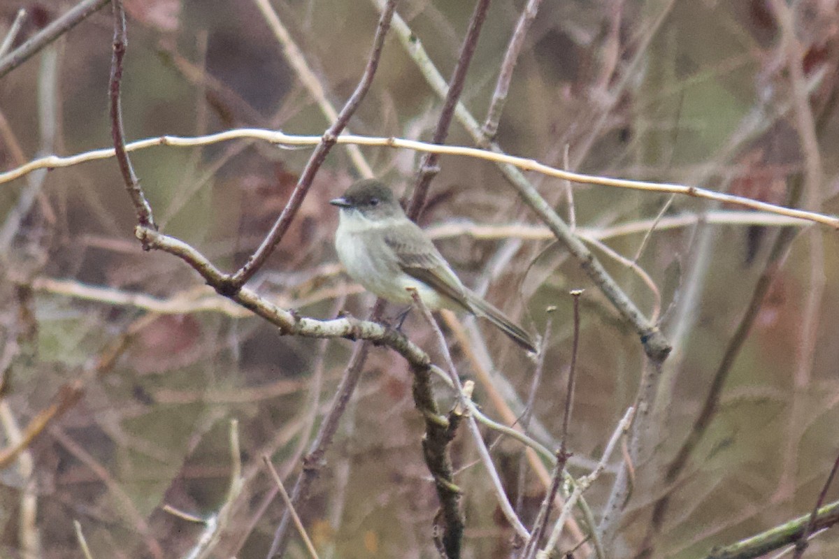 Eastern Phoebe - ML198871681