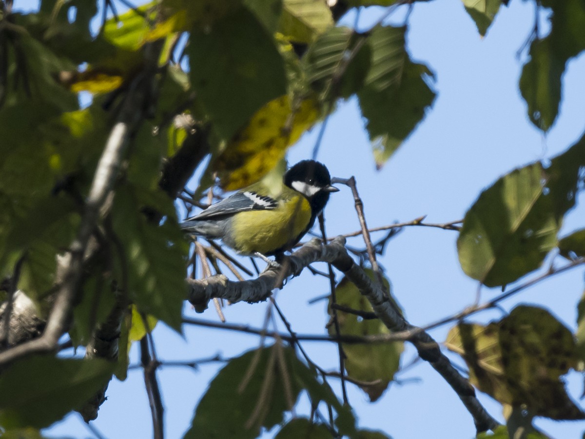 Green-backed Tit - ML198872011