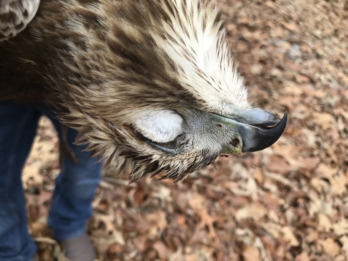 Red-tailed Hawk - Dawn Canterbury