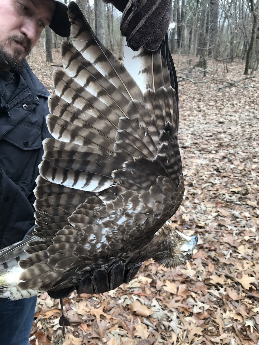 Red-tailed Hawk - ML198873411