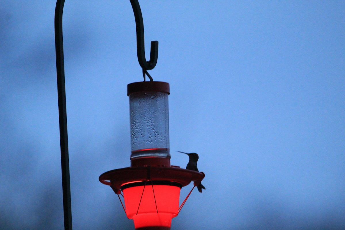 Anna's Hummingbird - ML198873581