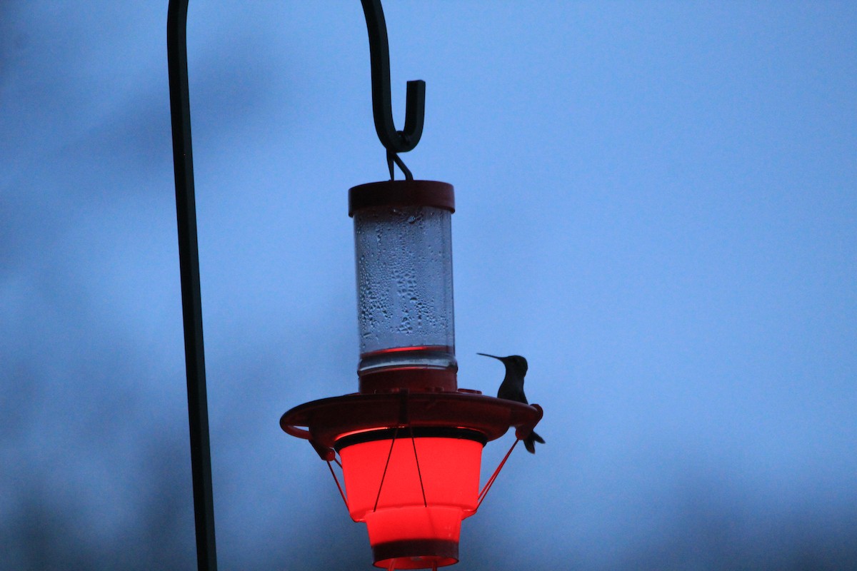 Anna's Hummingbird - ML198873591