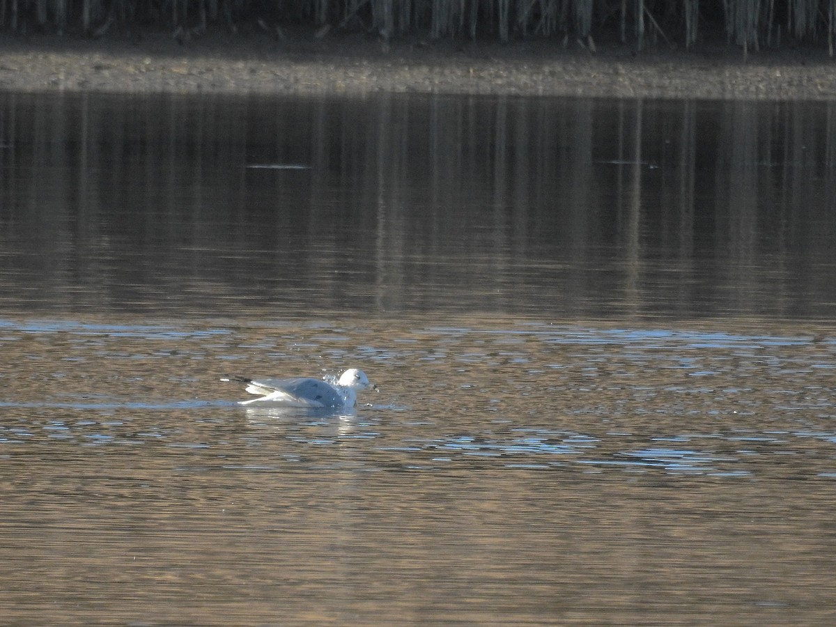 Ring-billed Gull - ML198877111