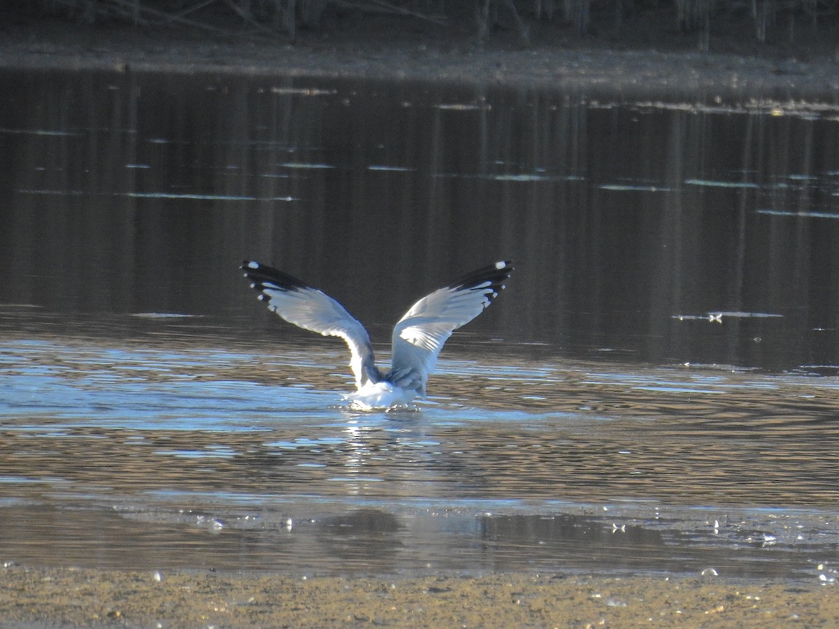 Ring-billed Gull - ML198877141