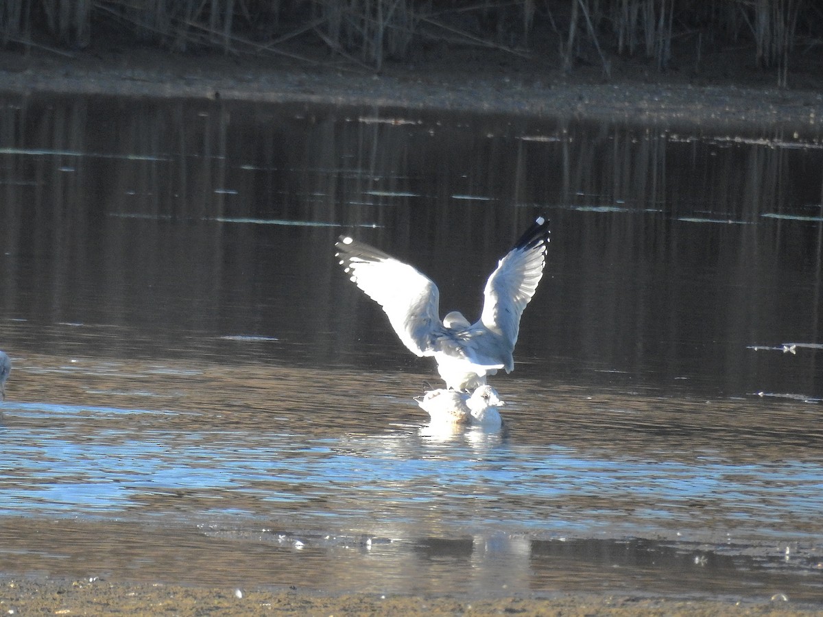 Ring-billed Gull - ML198877181