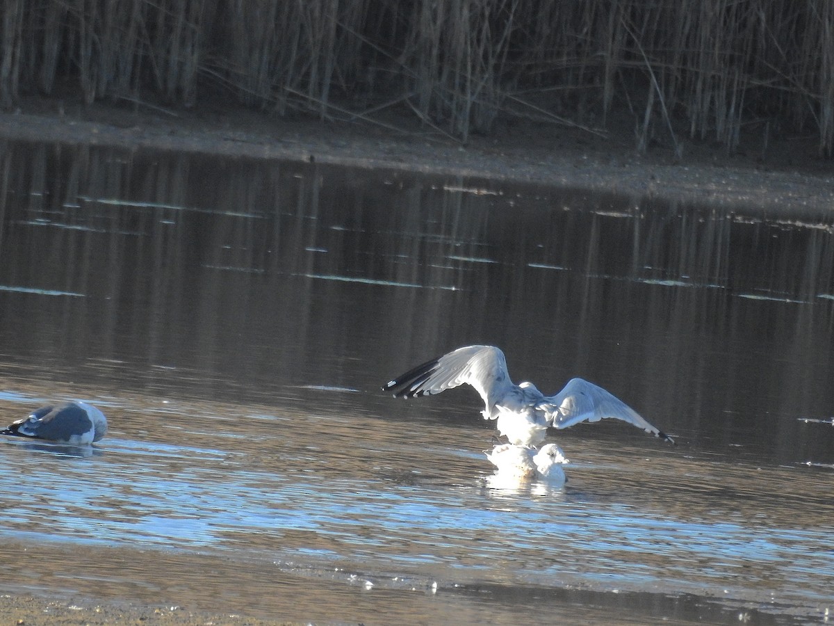 Ring-billed Gull - ML198877251