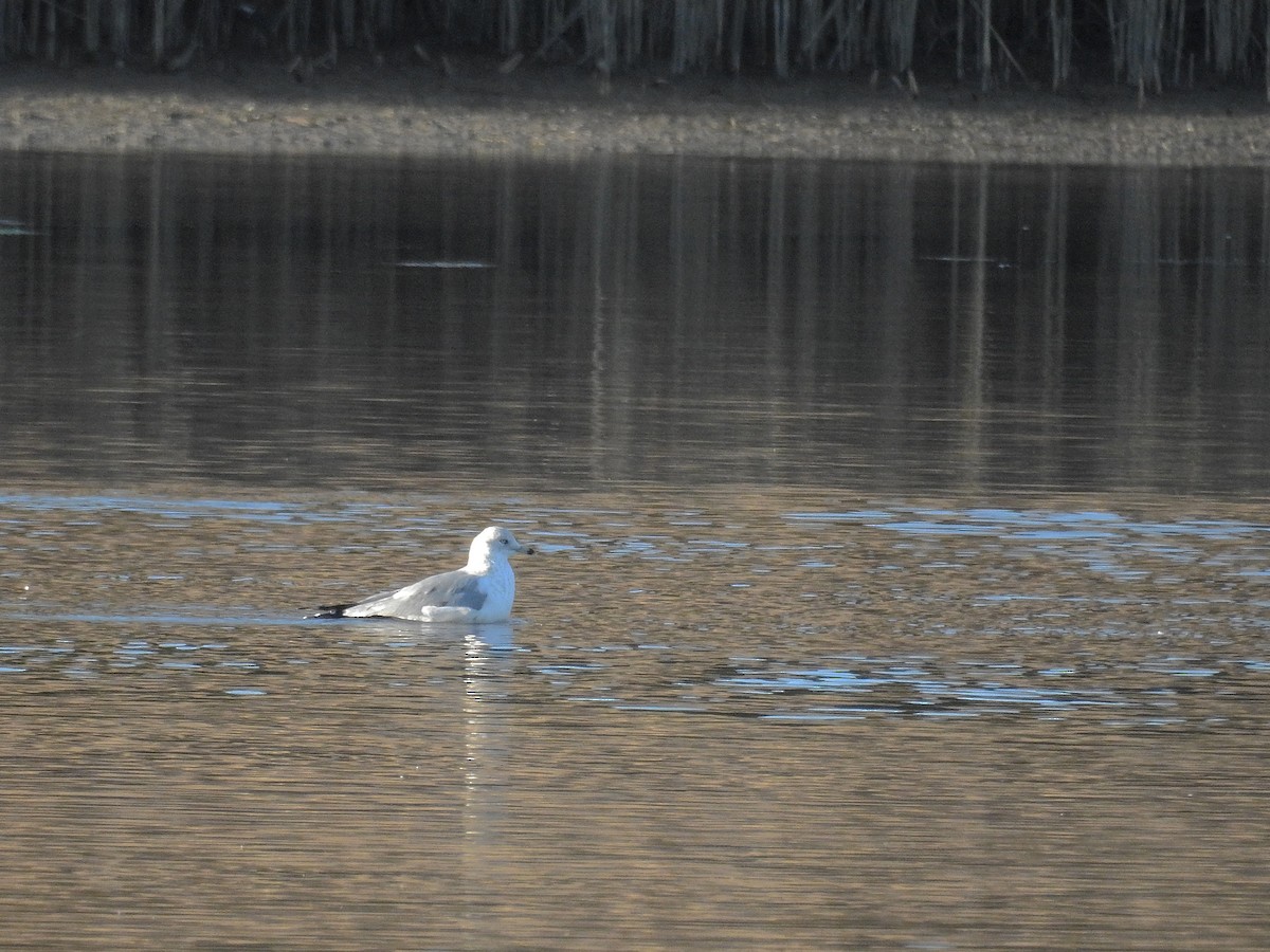 Ring-billed Gull - ML198877301