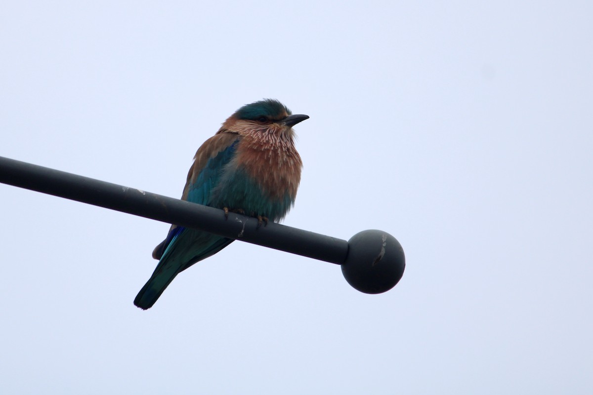 Indian Roller - ML198882911