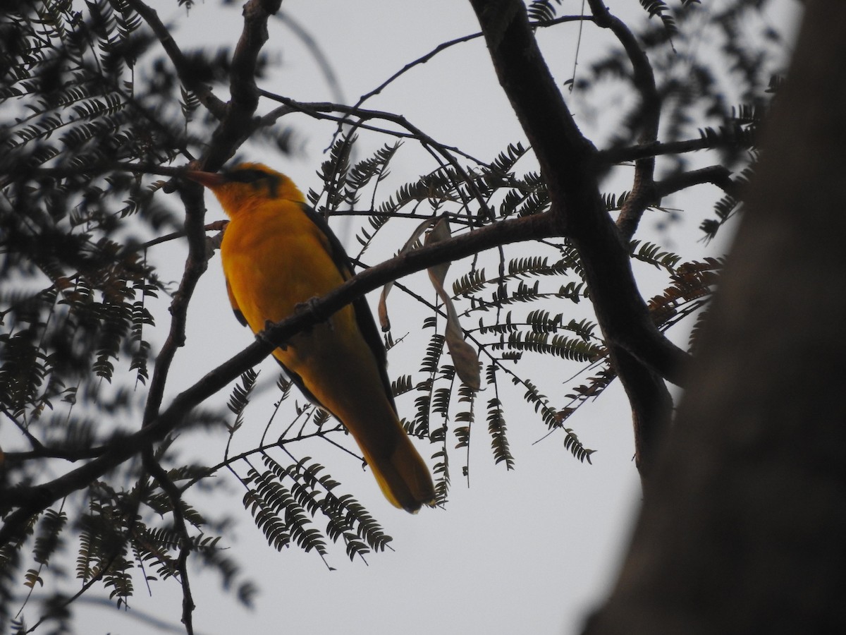 Indian Golden Oriole - ML198883621