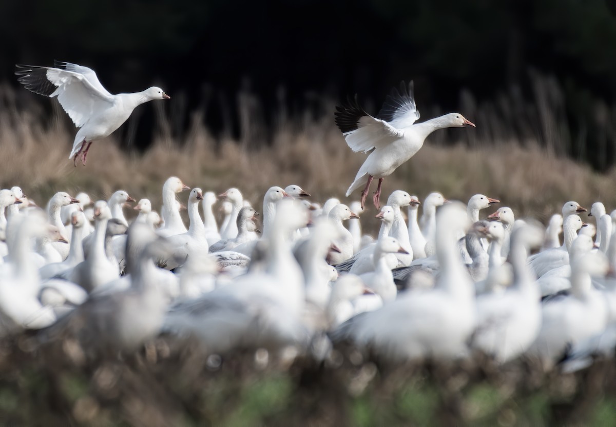 Ross's Goose - Matthew Addicks