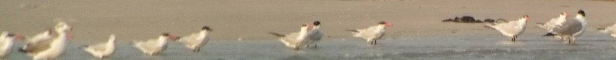 Pallas's Gull - ML198886431