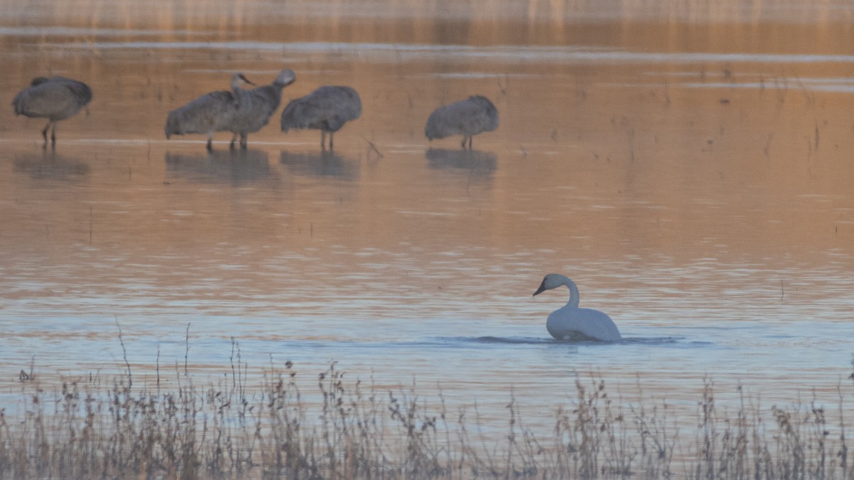 Tundra Swan - ML198888391