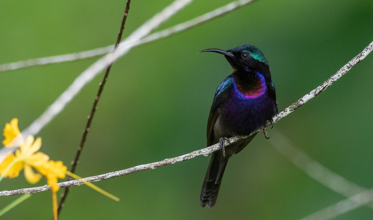Copper-throated Sunbird - Forest Botial-Jarvis