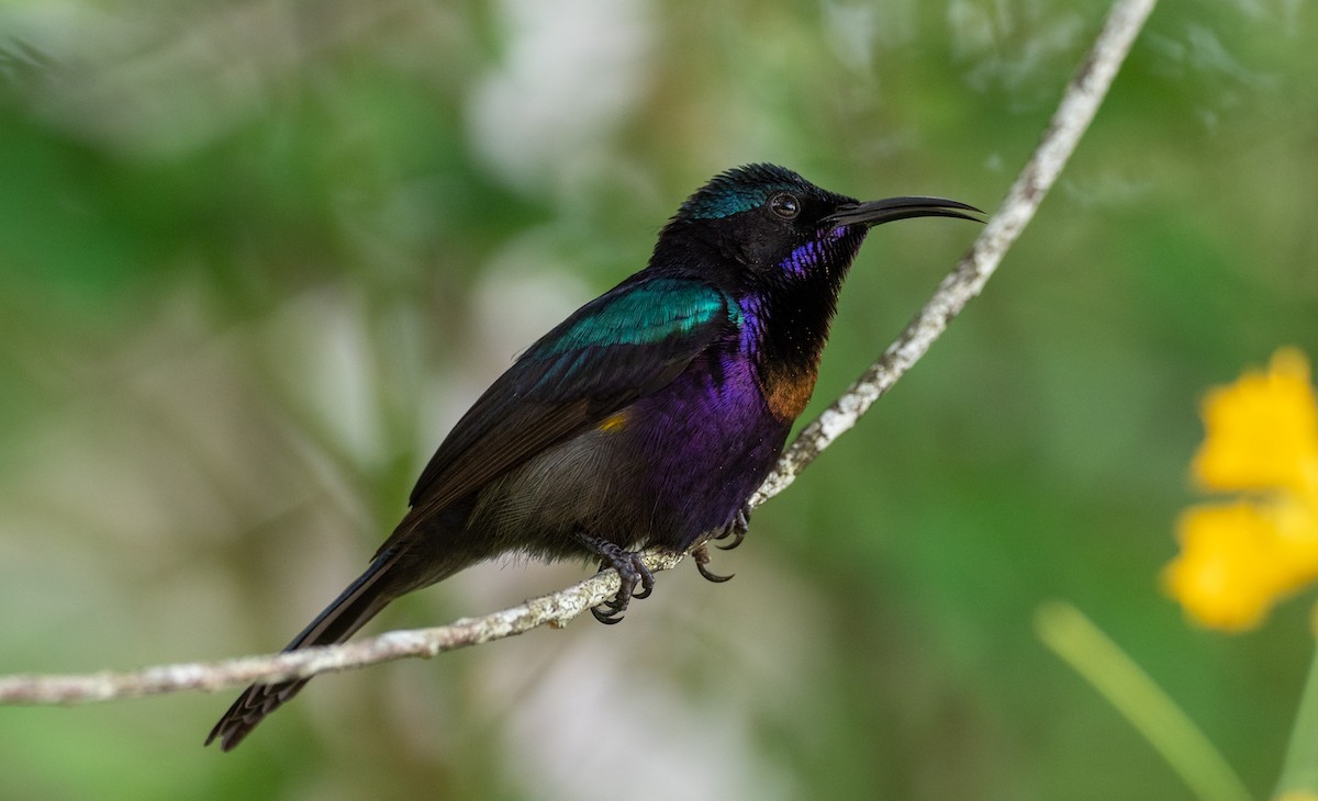 Copper-throated Sunbird - Forest Botial-Jarvis
