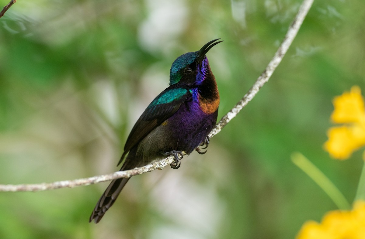 Copper-throated Sunbird - Forest Botial-Jarvis