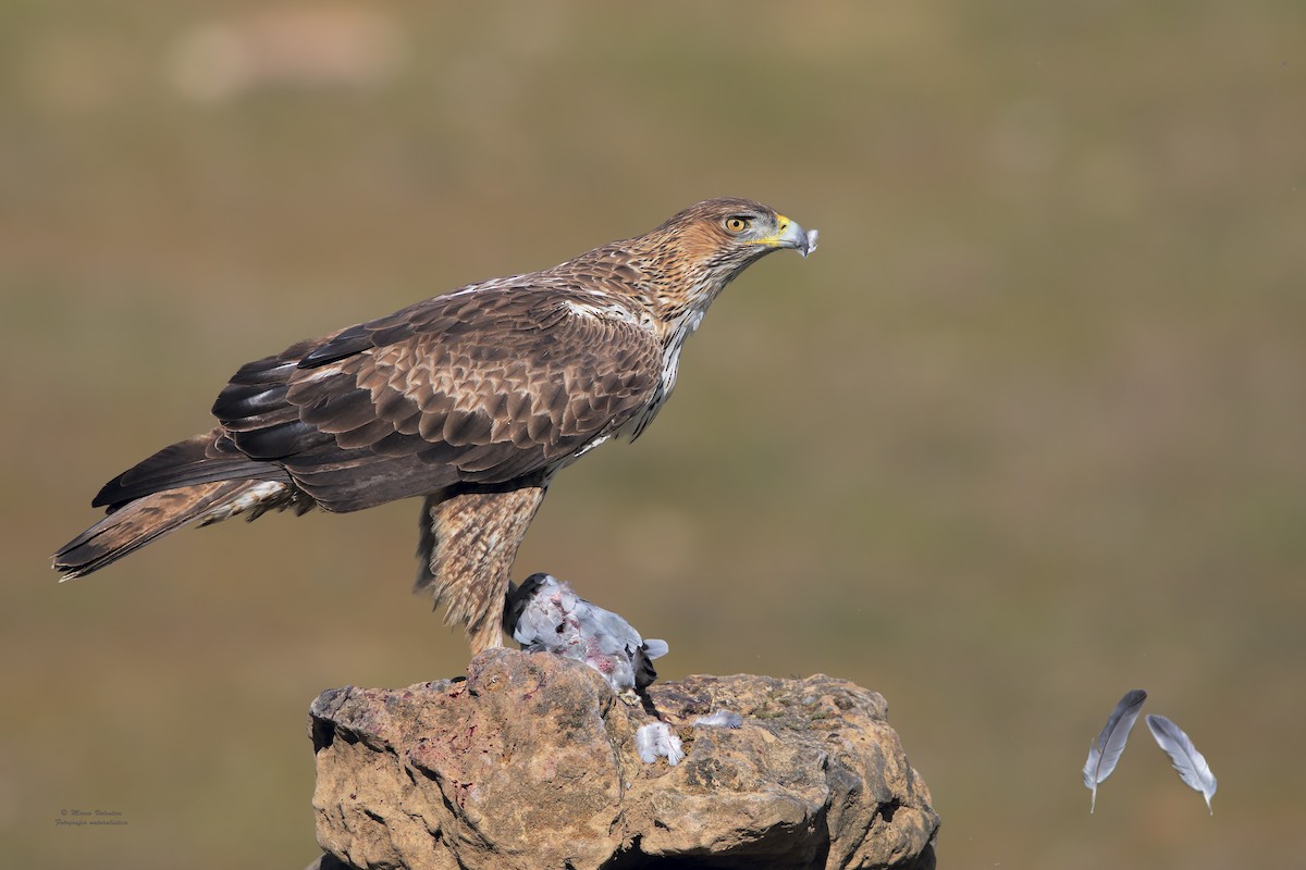 Aigle de Bonelli - ML198891061