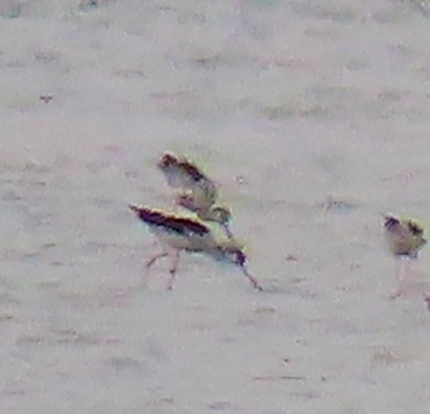 American Avocet - Denilson  Ordoñez