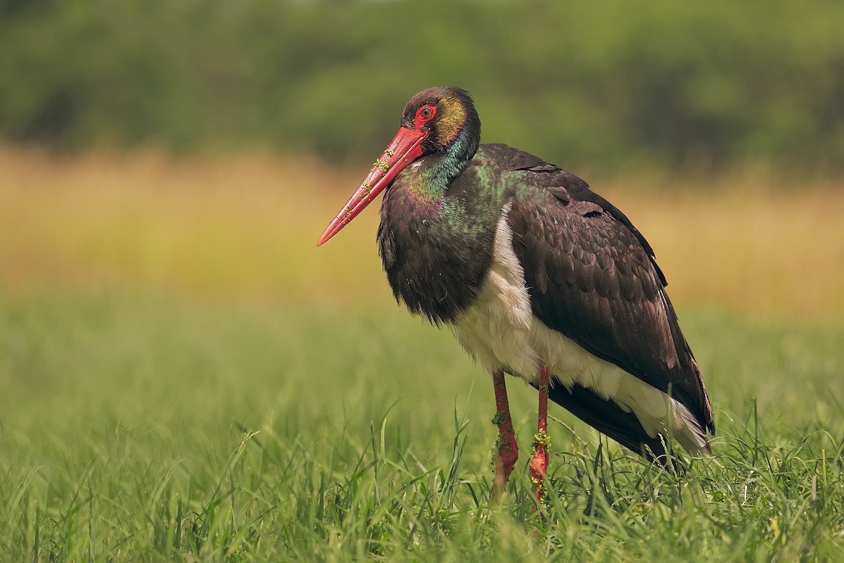 Black Stork - Marco Valentini