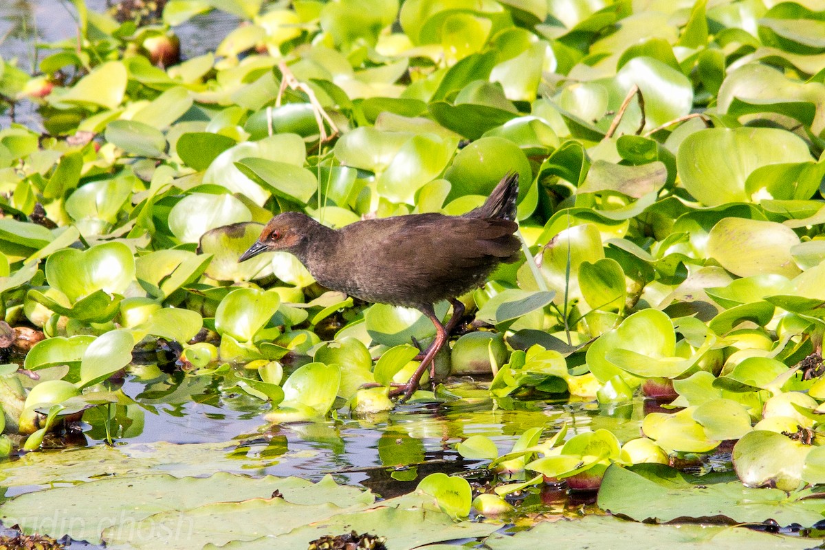 Ruddy-breasted Crake - Sudip Ghosh