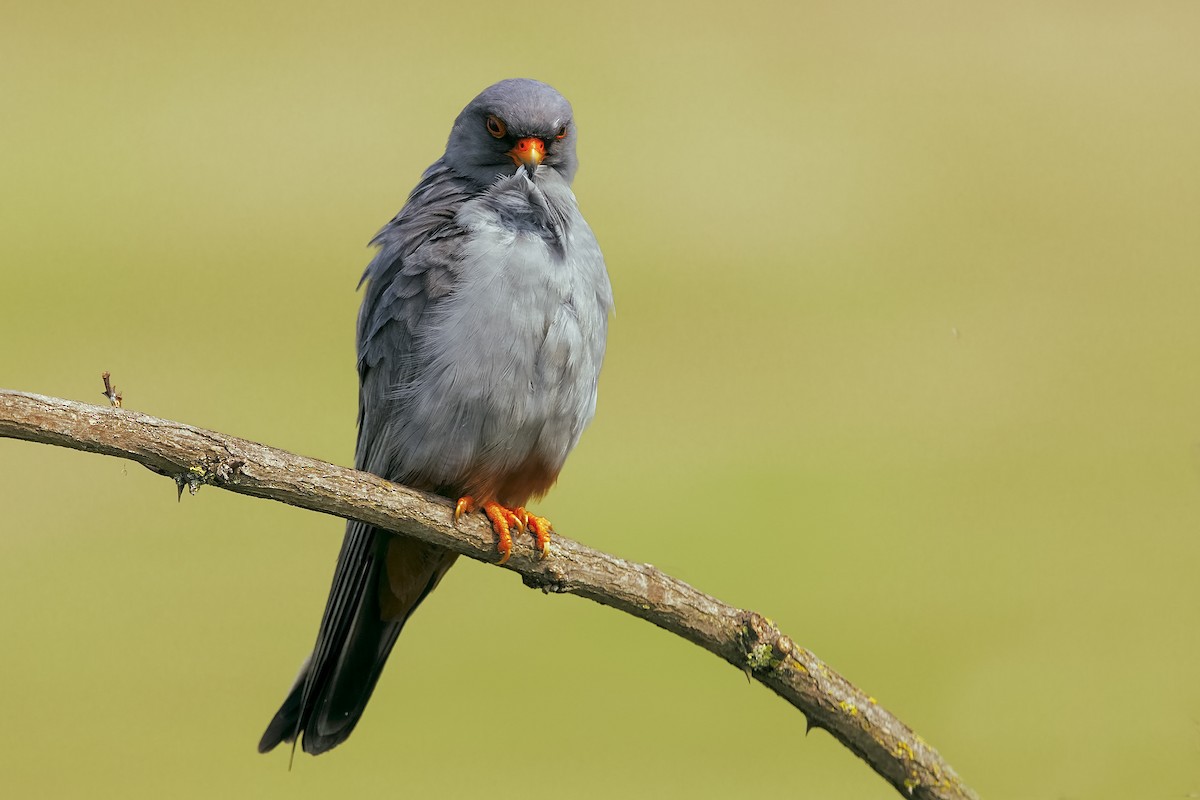 Red-footed Falcon - ML198897411