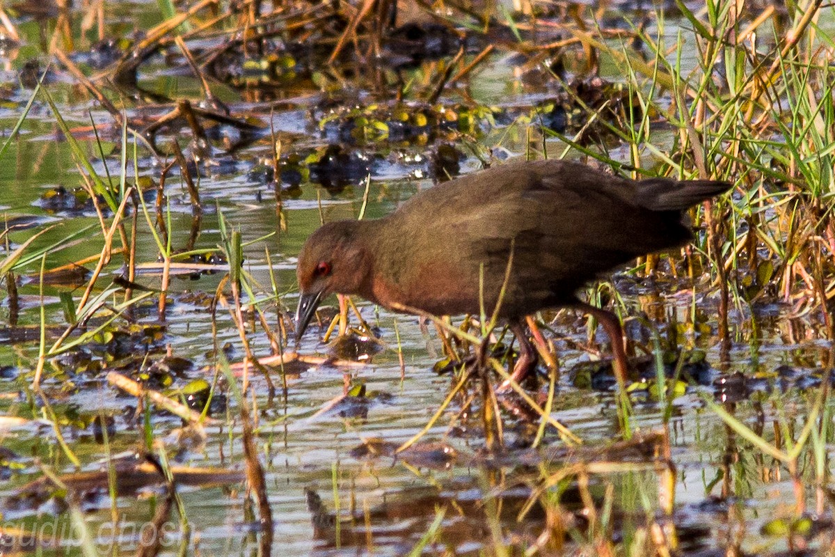 Ruddy-breasted Crake - Sudip Ghosh