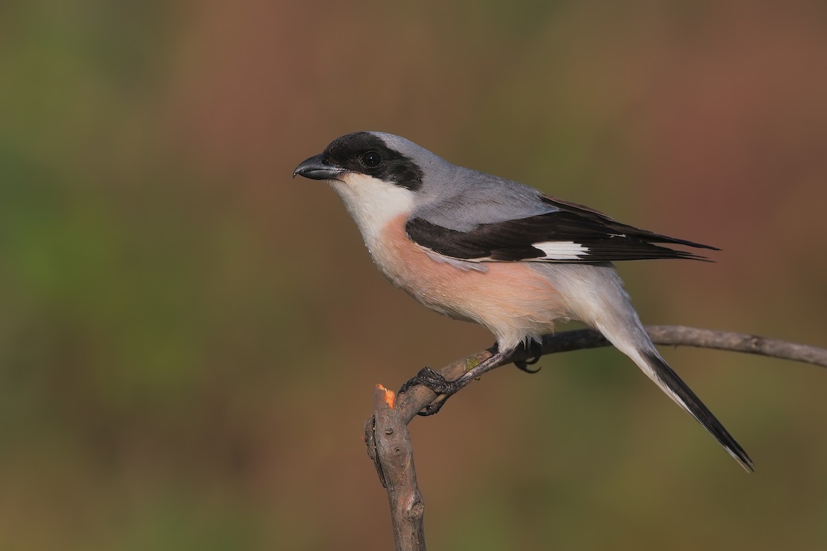 Lesser Gray Shrike - ML198897931