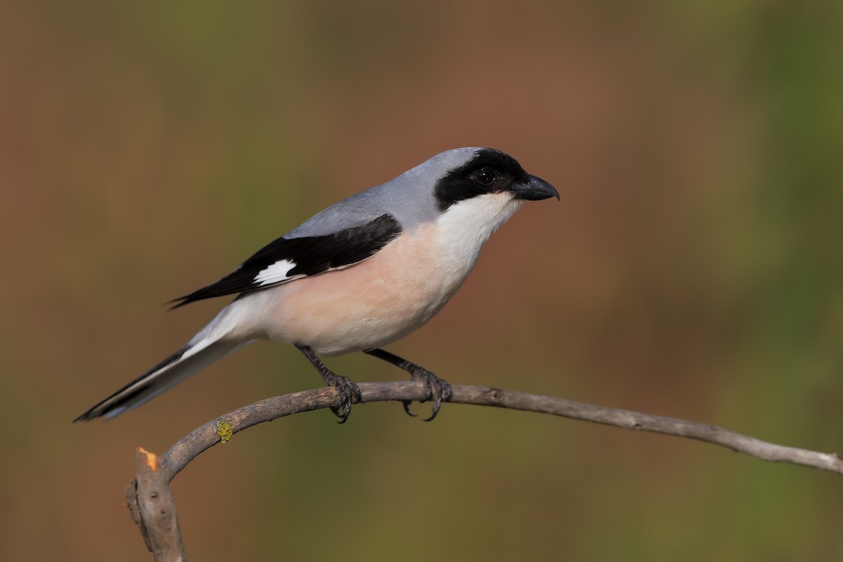 Lesser Gray Shrike - ML198898011