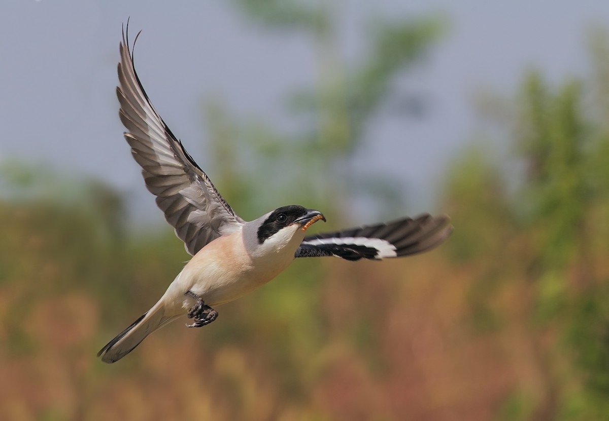 Lesser Gray Shrike - ML198898041