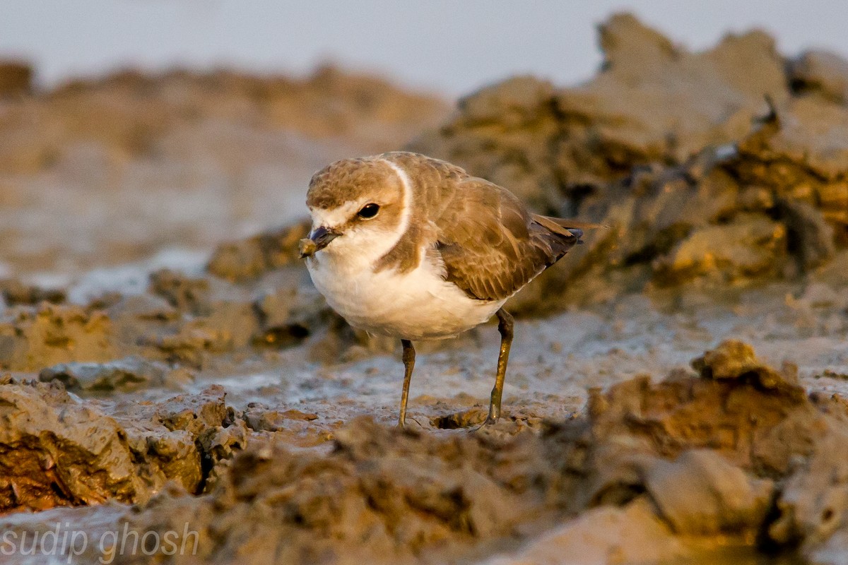 Kentish Plover - ML198898361