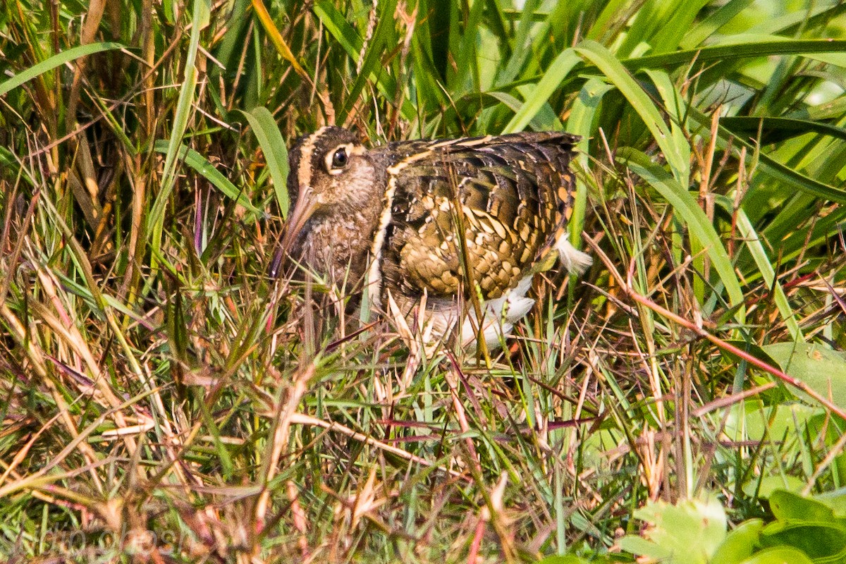 Greater Painted-Snipe - Sudip Ghosh