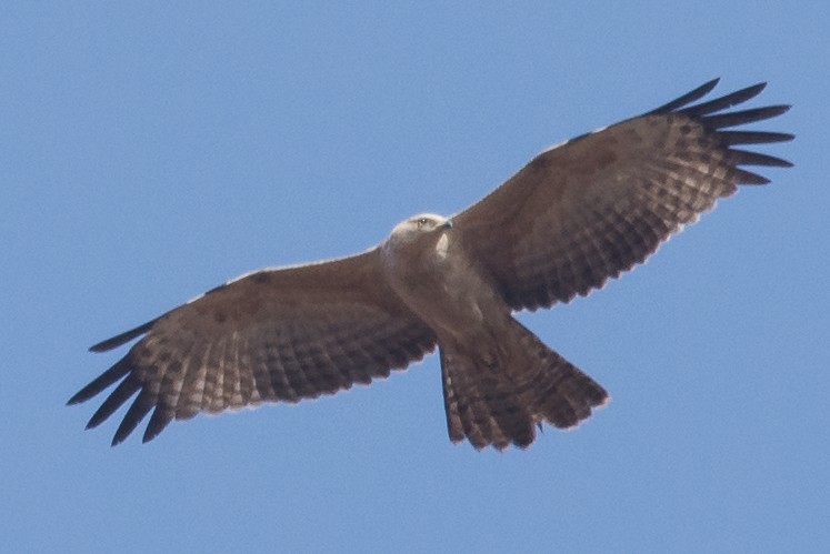 Oriental Honey-buzzard - ML198899401