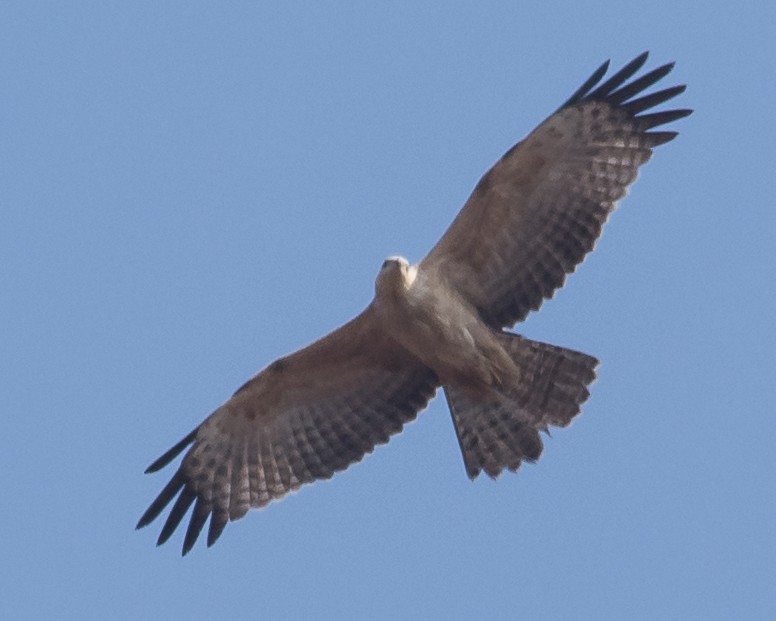 Oriental Honey-buzzard - ML198899411