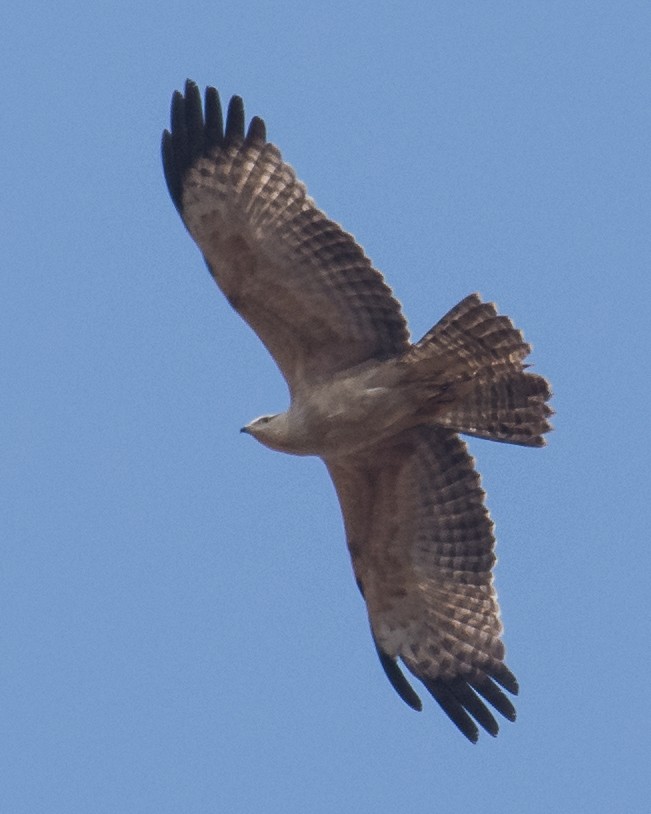 Oriental Honey-buzzard - ML198899421